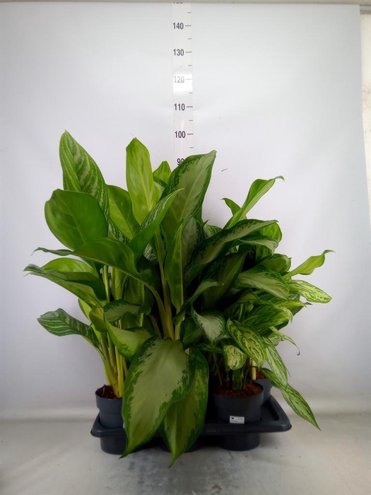 <h4>Aglaonema   ...mix</h4>