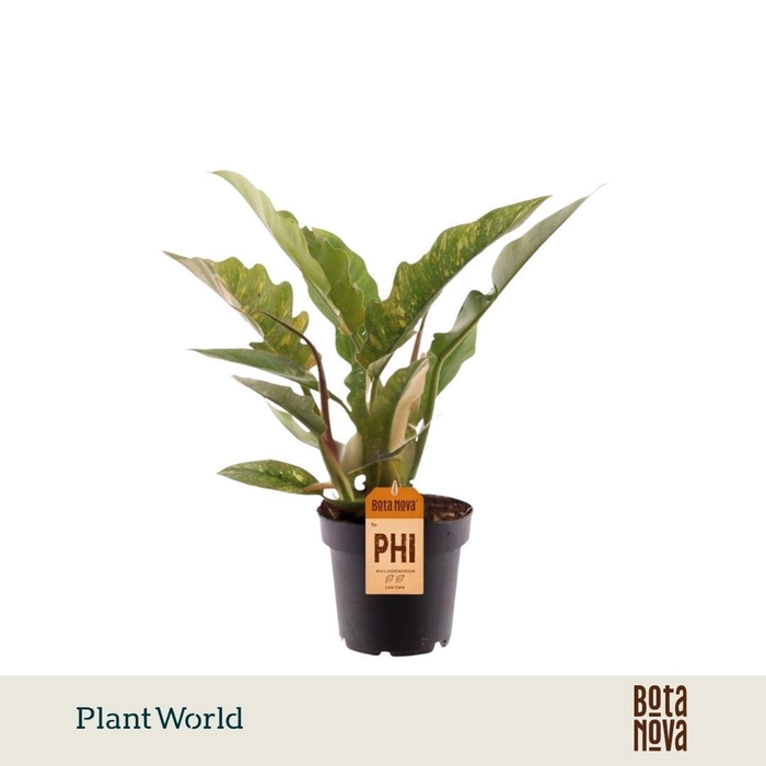 <h4>Philodendron Ring of Fire</h4>