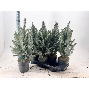 PICEA GL DECEMBER