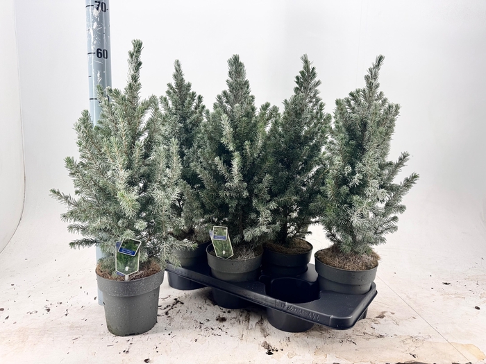 <h4>PICEA GL DECEMBER</h4>