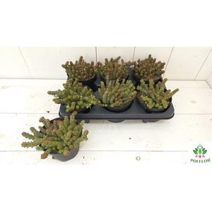 Crassula marnieriana 12Ø 15cm