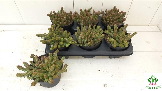 Crassula marnieriana 12Ø 15cm