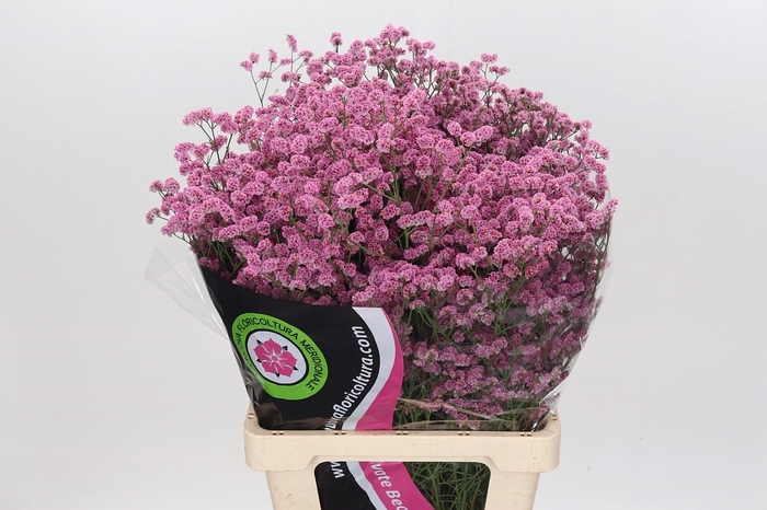 Limonium Diamond Pink