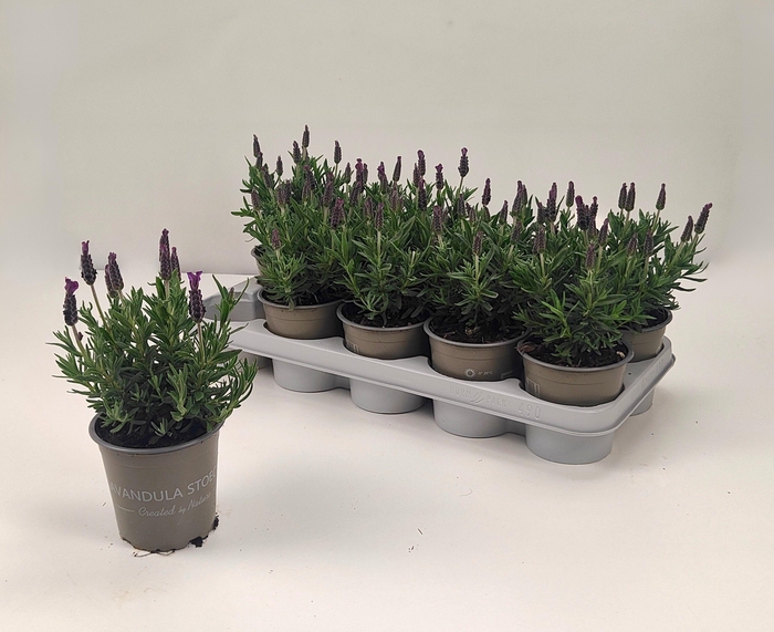 <h4>LAVAN STOECHAS</h4>