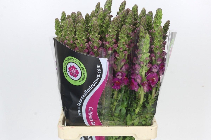 Antirrhinum Potomac Bordeaux