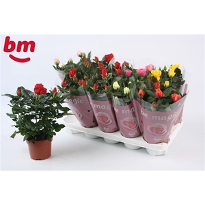 Rosa Tray gemengd met 50% rood 12 cm