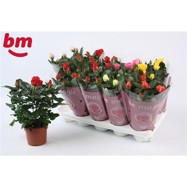 <h4>Rosa Tray gemengd met 50% rood 12 cm</h4>