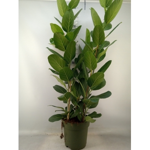 Ficus benghalensis 'Audrey'
