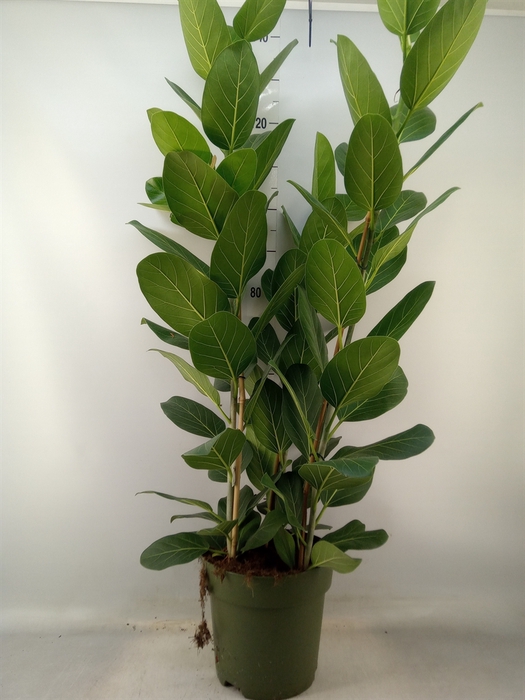<h4>Ficus benghalensis 'Audrey'</h4>