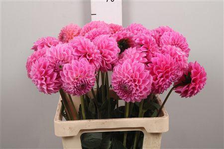 <h4>Dahl Sweet Fabienne</h4>