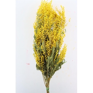 Dried Mimosa Natural 200gr Bunch