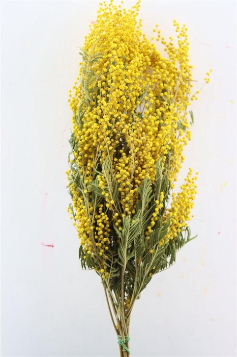 Dried Mimosa Natural 200gr Bunch