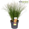 Carex testacea Prairie Fire Color G