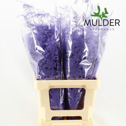 <h4>Asp Extra Klb Lavender</h4>