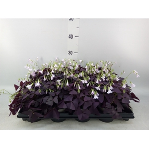 Oxalis trian. 'Mijke'