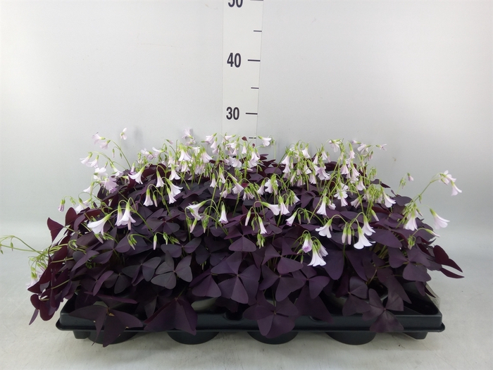<h4>Oxalis trian. 'Mijke'</h4>