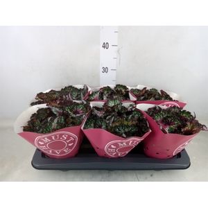Begonia BD 'Purple Blush'