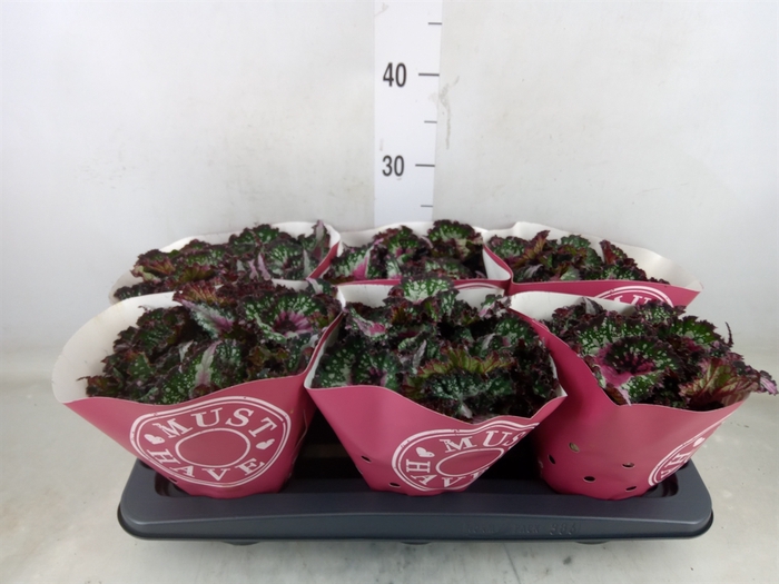 <h4>Begonia BD 'Purple Blush'</h4>