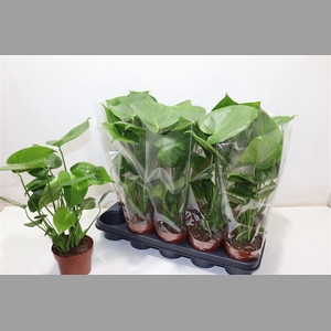 Monstera Ov
