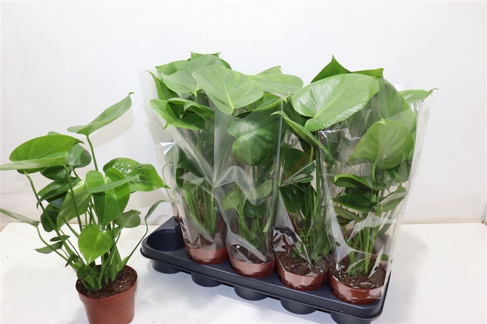<h4>Monstera Ov</h4>