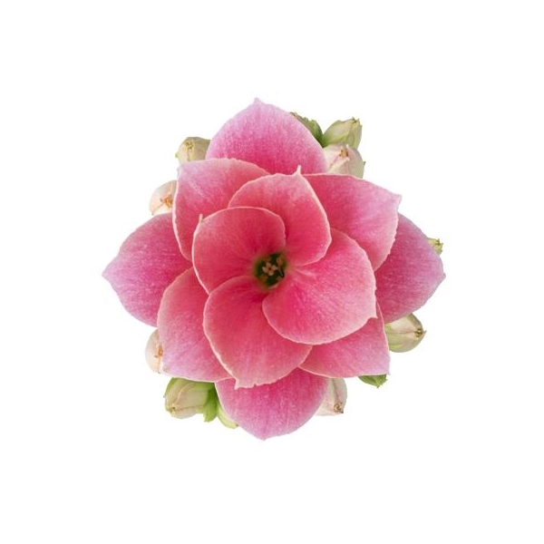 <h4>Kalanchoe Harlow</h4>