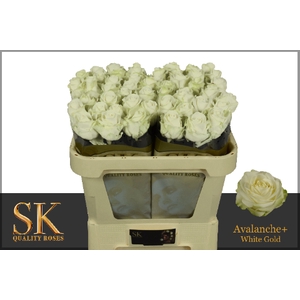 R Gr Avalanche White Super Sk