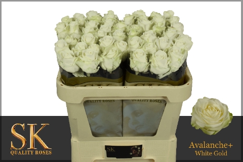 <h4>R Gr Avalanche White Super Sk</h4>