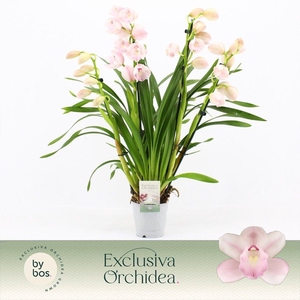 Cymbidium, Pink Bell 4-spike 'Exclusiva Orchidea'