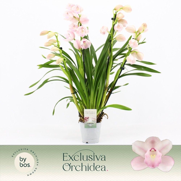 <h4>Cymbidium, Pink Bell 4-spike 'Exclusiva Orchidea'</h4>