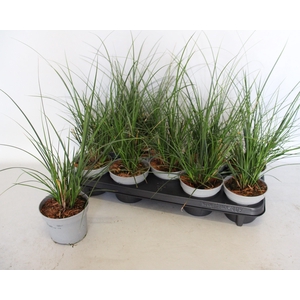 Overig 12 cm Carex brunnea Jubilo