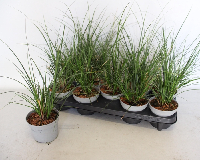 <h4>Overig 12 cm Carex brunnea Jubilo</h4>