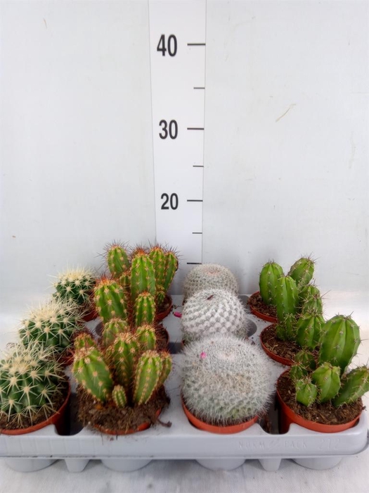 <h4>Cactus   ...mix</h4>