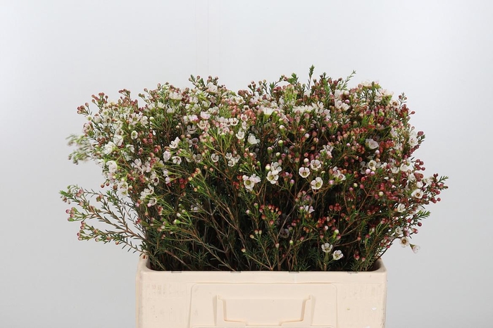 <h4>Chame Mi Liron</h4>