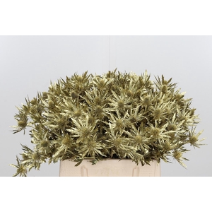 Eryn Orion Kl Bh Goud