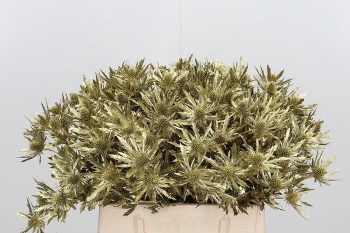 <h4>Eryn Orion Kl Bh Goud</h4>