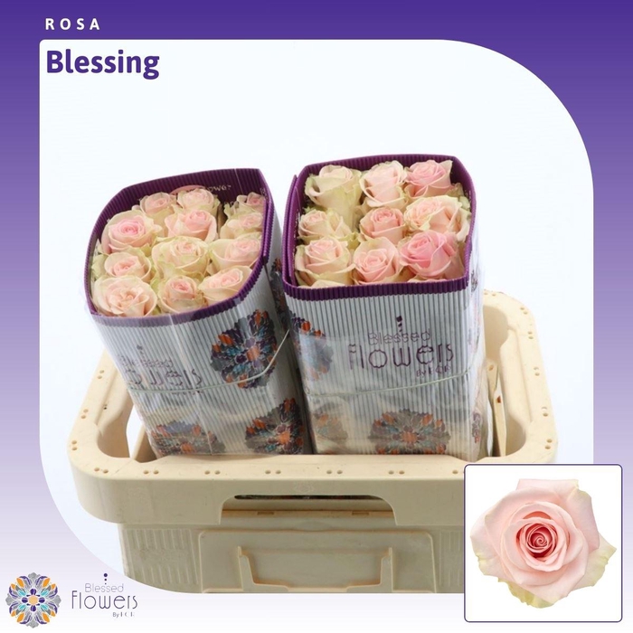 <h4>Rosa gr Blessing</h4>