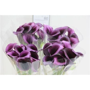 CALLA ODESSA