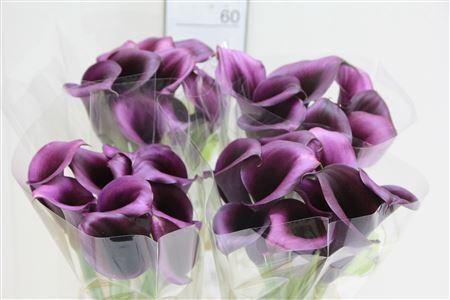 <h4>CALLA ODESSA</h4>