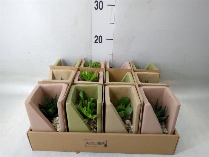 <h4>Arr. Succulents L%</h4>