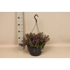 Hangpotten 27 waterreservoir Scaevola Blue