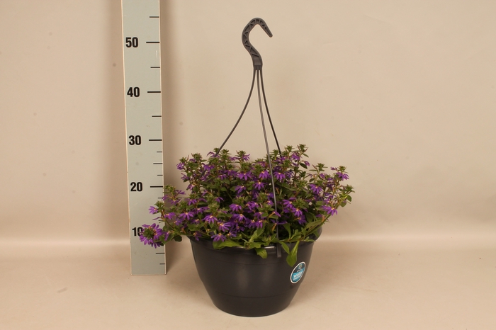 Hangpotten 27 waterreservoir Scaevola Blue