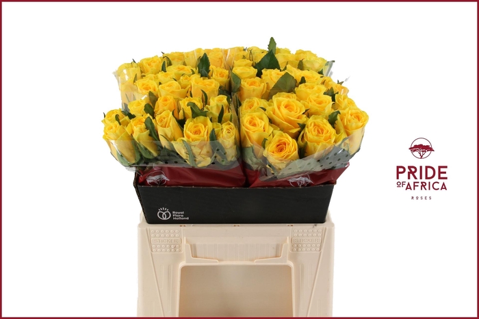 <h4>R GR LA DORADA</h4>