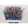 Aster Claudia