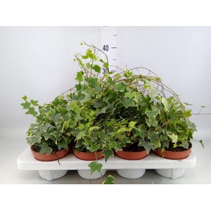 Hedera   ...variegated