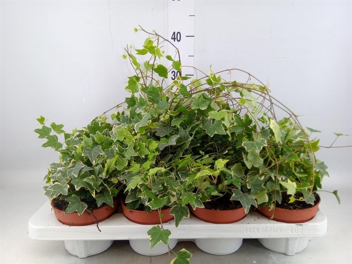 <h4>Hedera   ...variegated</h4>