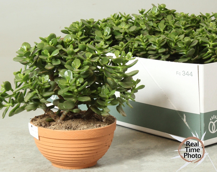 <h4>CRASS MINOR</h4>