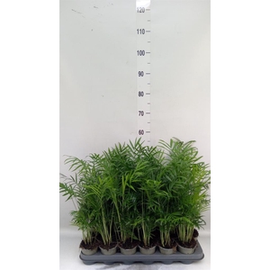 Chamaedorea elegans