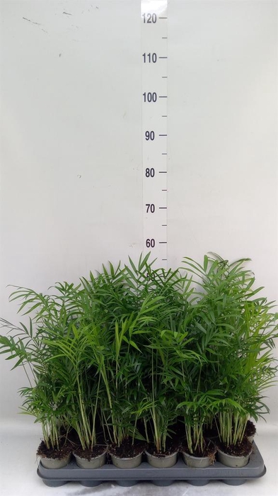 <h4>Chamaedorea elegans</h4>