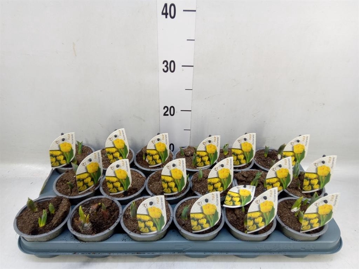 <h4>Tulipa DU 'Yellow Baby'</h4>