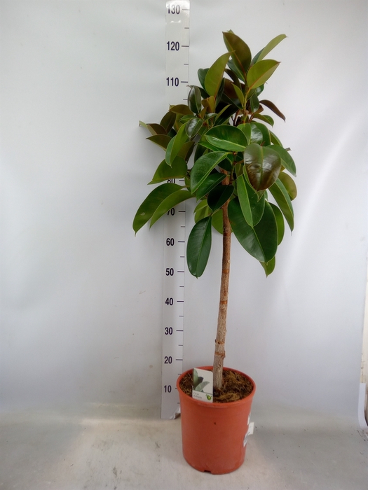 <h4>Ficus   ...</h4>